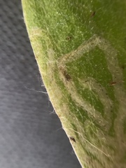 Phytomyza syngenesiae group