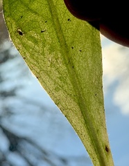 Phytomyza syngenesiae group