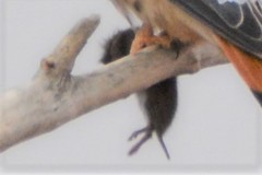 Microtus ochrogaster