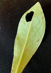 Phytomyza syngenesiae group