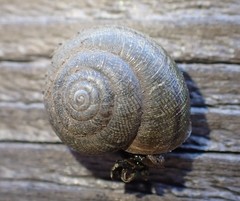 Helminthoglypta nickliniana ramentosa