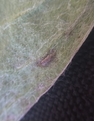 Phytomyza syngenesiae group