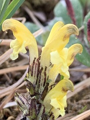 Pedicularis oederi