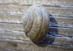 Helminthoglypta nickliniana ramentosa