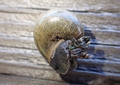 Helminthoglypta nickliniana ramentosa