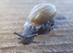 Helminthoglypta nickliniana ramentosa