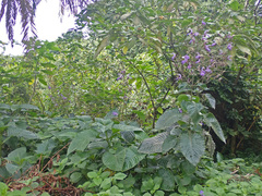 Brillantaisia owariensis
