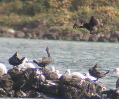 Phalacrocorax capillatus