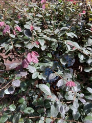 Loropetalum