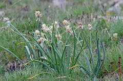 Allium semenowii