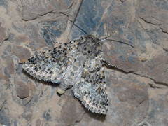 Bryoxena centralasiae