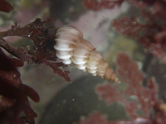 Epitonium indianorum