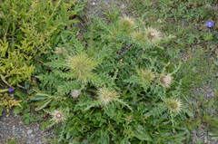 Cirsium semenovii