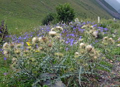 Cirsium semenovii