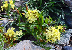 Erysimum flavum altaicum
