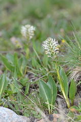 Lagotis integrifolia