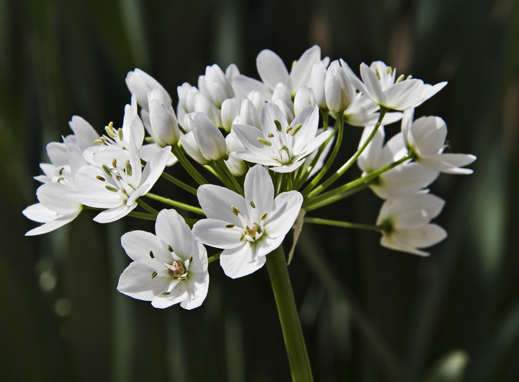 Allium neapolitanum