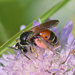 Large Scabious Mining Bee - Photo (c) Vlad Proklov, some rights reserved (CC BY-NC)