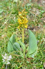 Ligularia alpigena