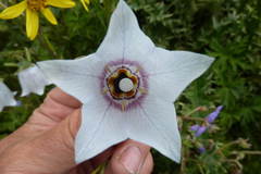 Codonopsis clematidea