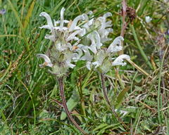 Pedicularis cheilanthifolia