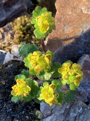 Chrysosplenium wrightii