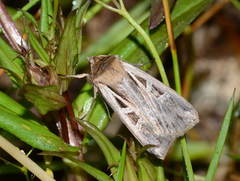 Pseudohermonassa ononensis