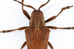 Hypselomus cristatus