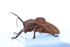 Hypselomus cristatus