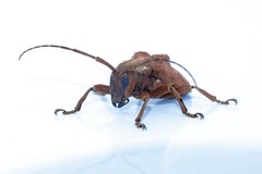 Hypselomus cristatus