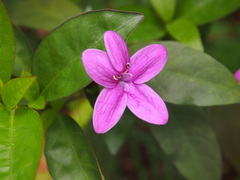 Pseuderanthemum laxiflorum