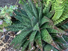 × Gasteraloe