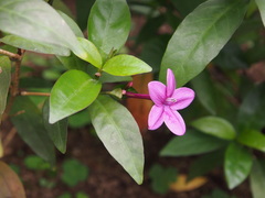 Pseuderanthemum laxiflorum