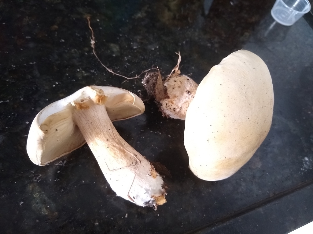 Macrocybe titans · November 2021 · photo: © pedrosilva1 (iNaturalist, cc0)
