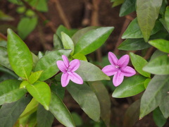 Pseuderanthemum laxiflorum