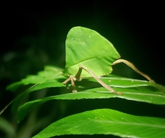 Typophyllum mortuifolium