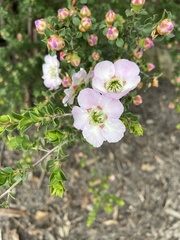 Leptospermum rotundifolium