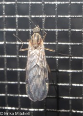Sylvicola fenestralis