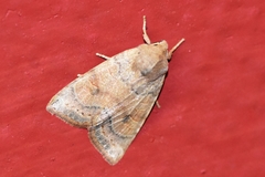 Anathix puta