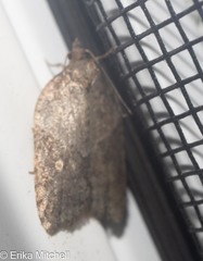 Acleris macdunnoughi