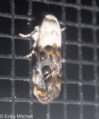Neocaloreas leucobasis