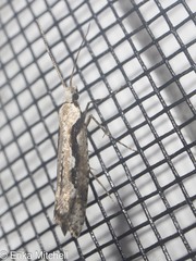 Rhigognostis interrupta