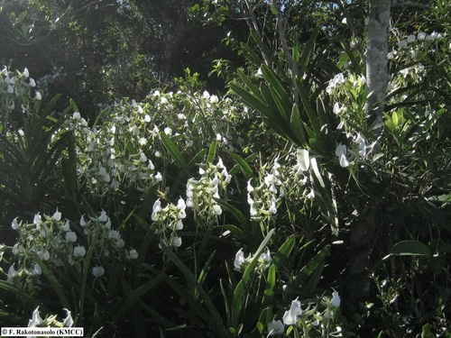 Angraecum eburneum subsp. xerophilum image