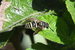 Ancistrocerus bustamente