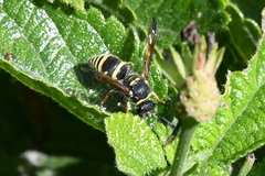 Ancistrocerus bustamente