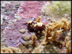 Colpodaspis thompsoni