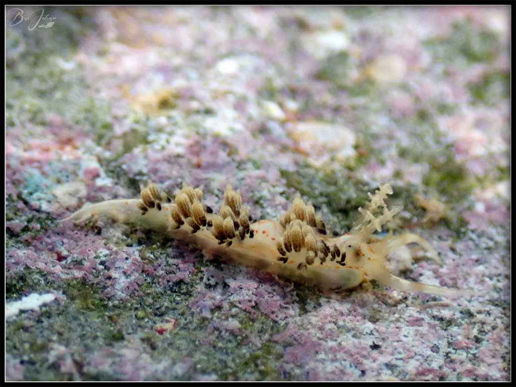 Facelina bourailli