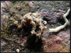 Goniodoris joubini