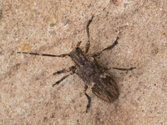 Hesychotypa subfasciata