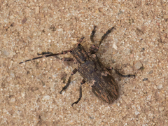 Hesychotypa subfasciata